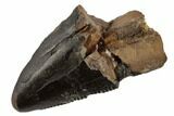 Tyrannosaur Tooth Tip - Judith River Formation #194325-1